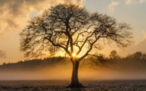 Wandelcoaching bij Stress en Burn-Out