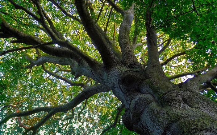 Zo helpt de natuur in je wandelcoachen Beuk