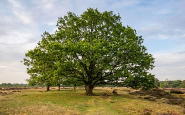 natuur-als-coachinstrument Waarom Lichaamsgericht Coachen? Coachinggroep